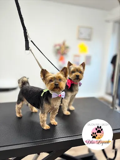 Dla Łapek - Salon Psiej Urody - Płock